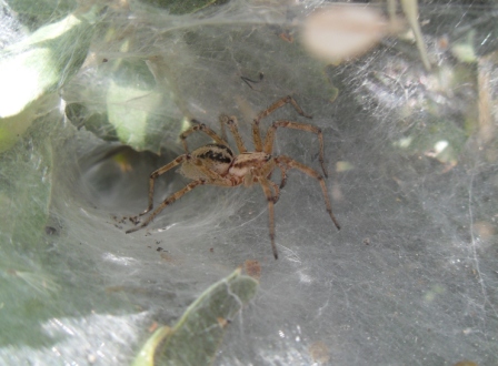 Agelena spp.